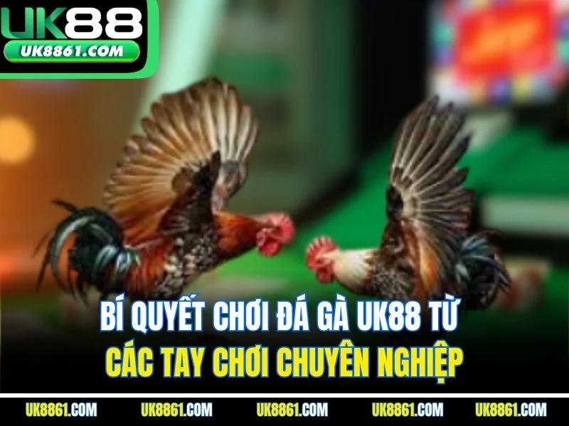 Bí quyết chơi đá gà  UK88 từ các tay chơi chuyên nghiệp