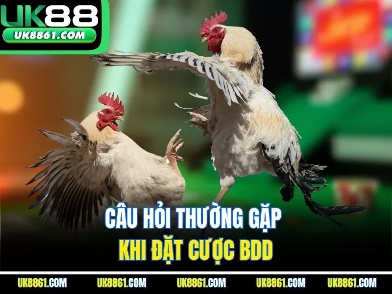 Câu hỏi thường gặp khi đặt cược BDD