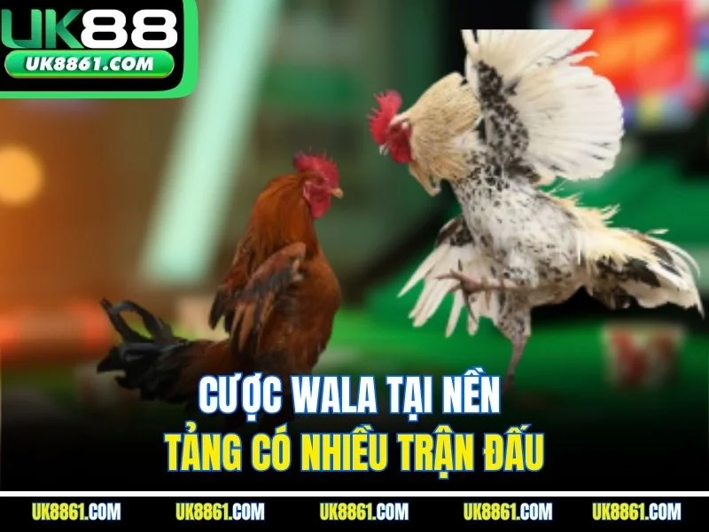 Cược Wala tại nền tảng có nhiều trận đấu