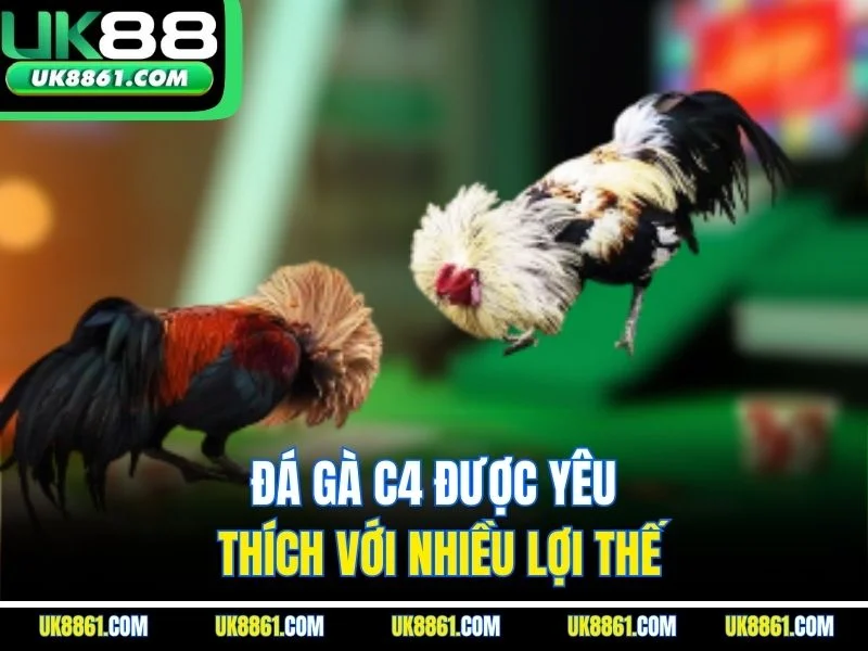 Đá gà C4 được yêu thích với nhiều lợi thế