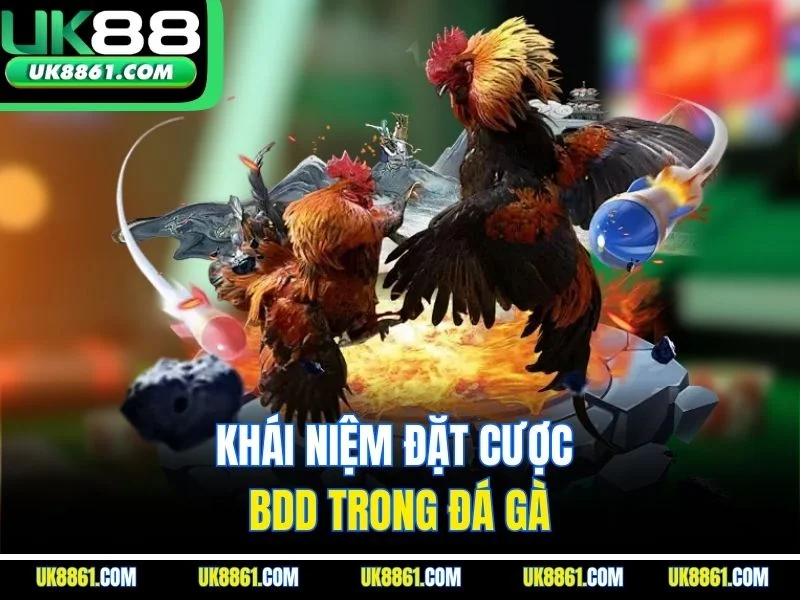 Khái niệm đặt cược BDD trong đá gà
