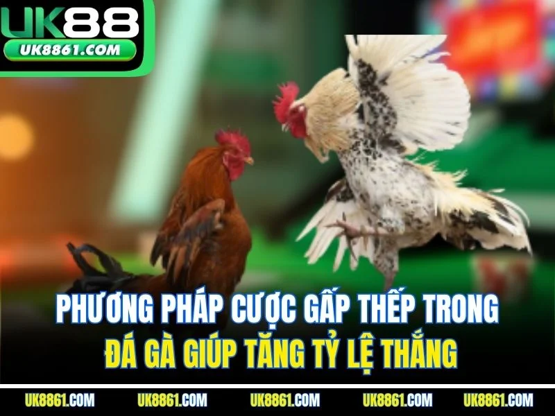Phương pháp cược gấp thếp trong đá gà giúp tăng tỷ lệ thắng