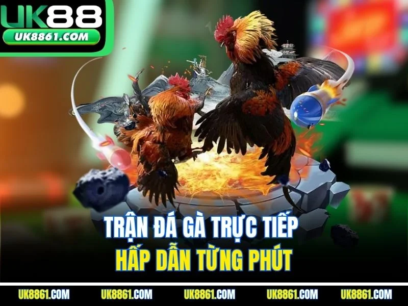 Trận đá gà trực tiếp hấp dẫn từng phút